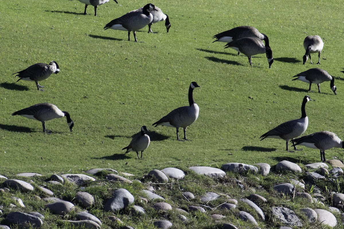 シジュウカラガン - ML646496195