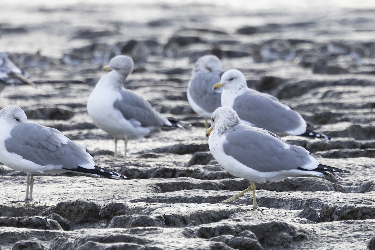 California Gull - ML646496196