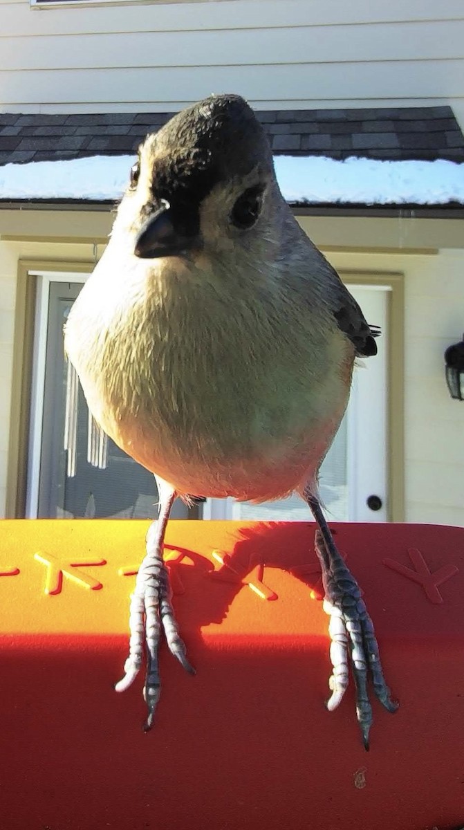 Tufted Titmouse - ML646496197