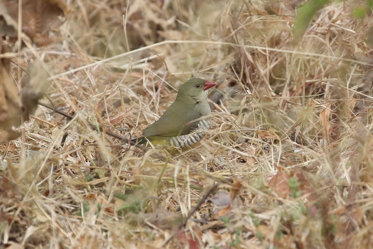 Green Avadavat - ML646496202