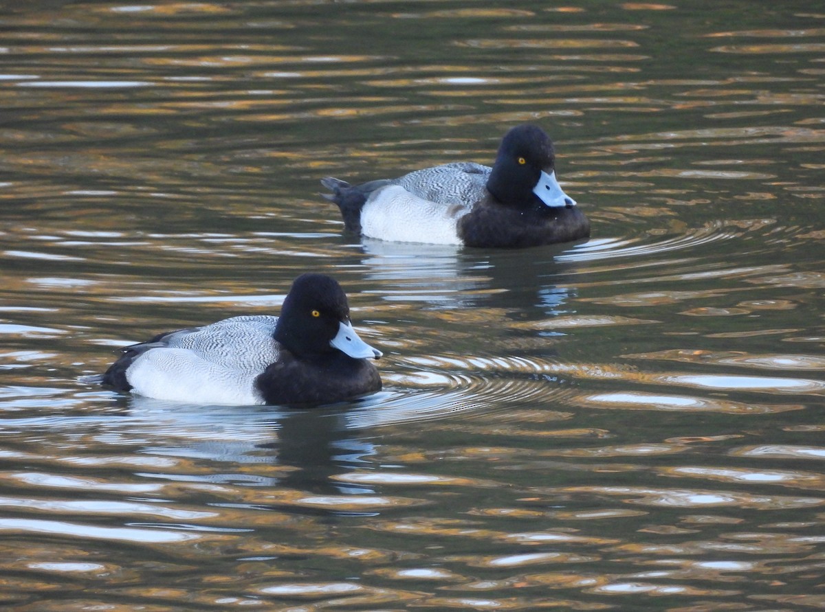 Kanadabergente - ML646496206