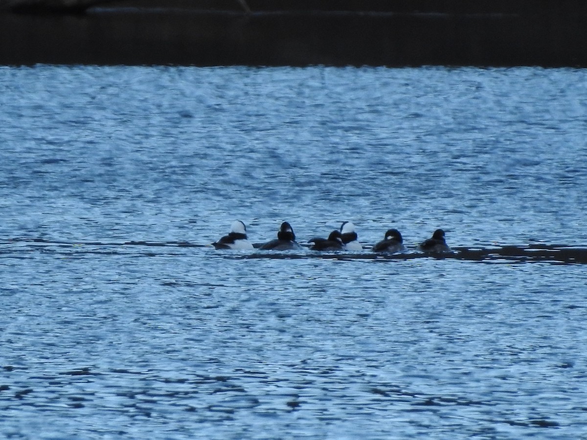 Bufflehead - ML646496208