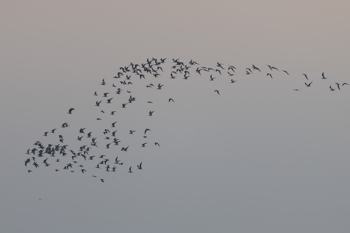 Black Skimmer - ML646496209