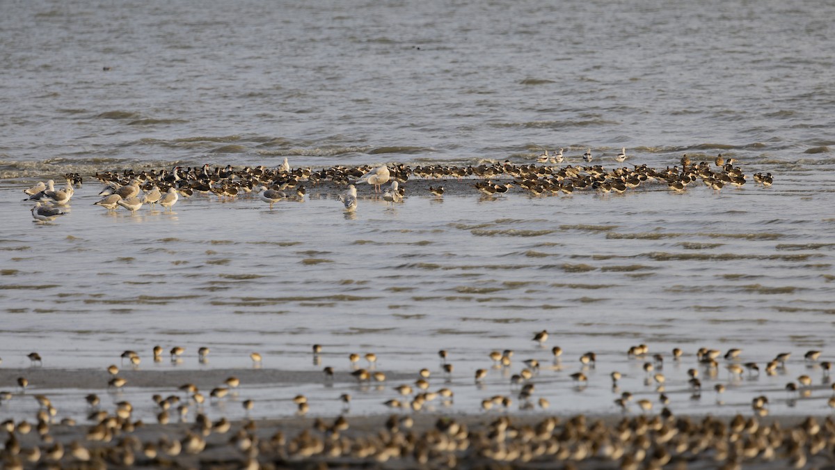 Black Skimmer - ML646496210