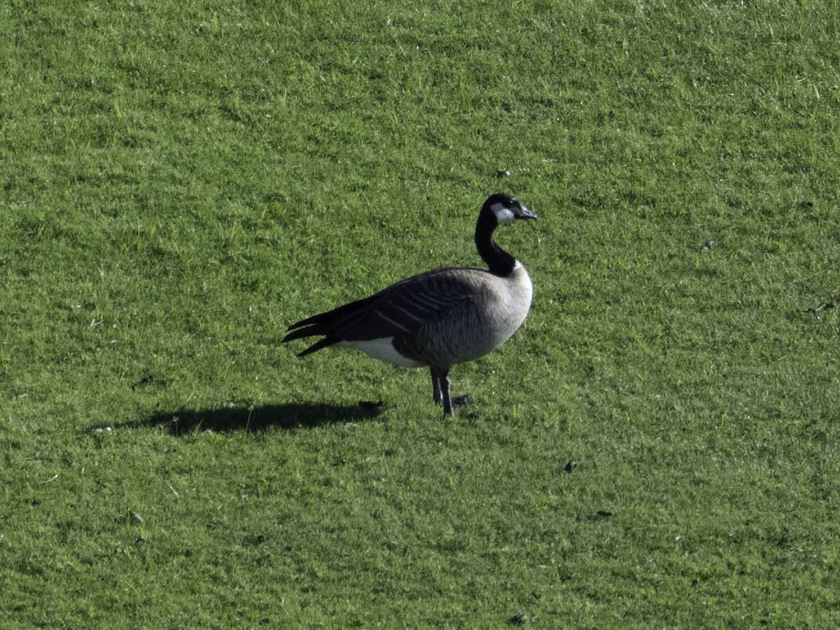 シジュウカラガン - ML646496212