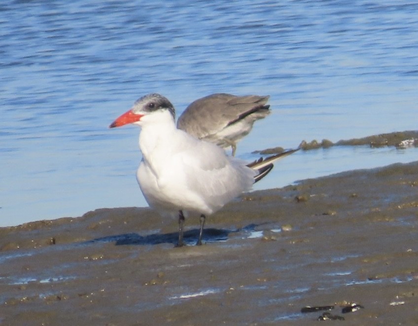 裏海燕鷗 - ML646496214