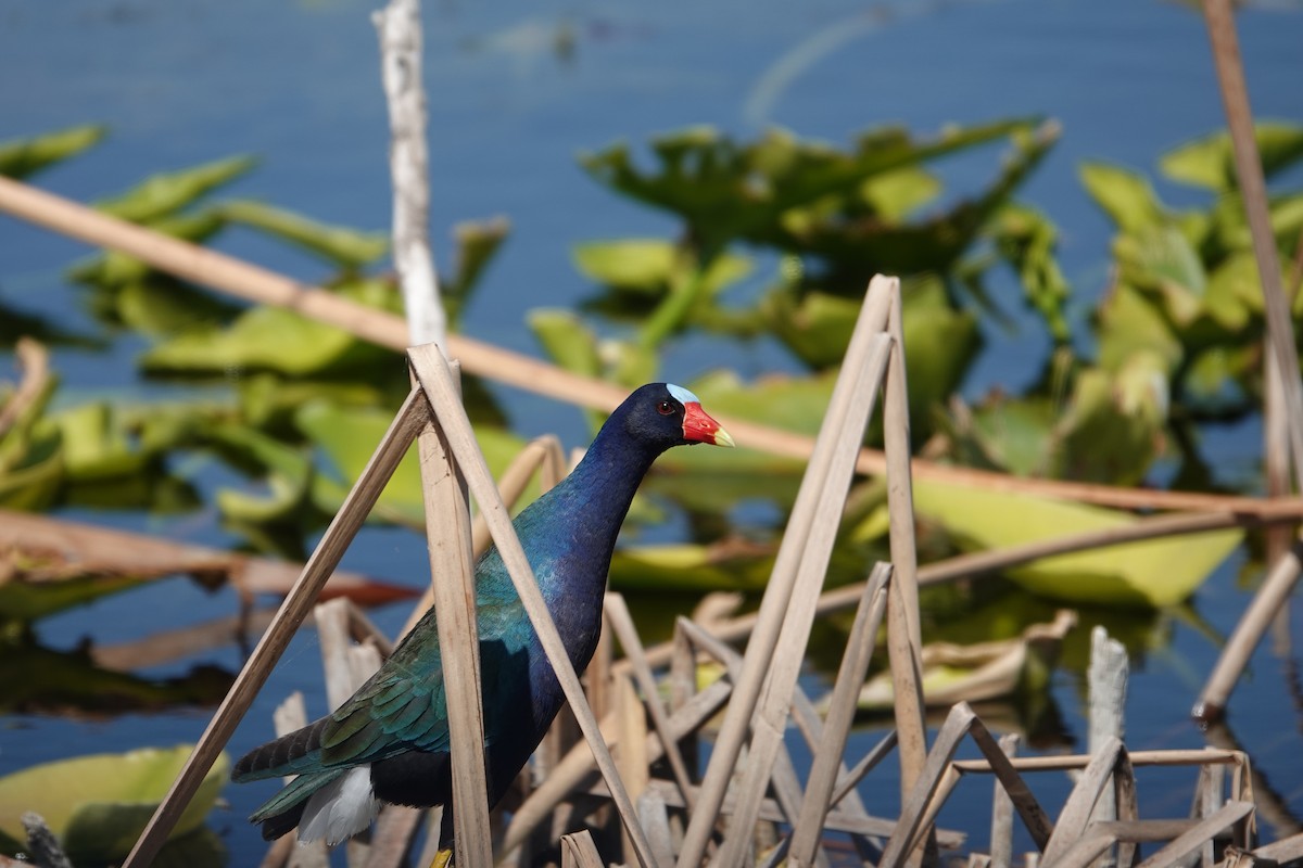 アメリカムラサキバン - ML646496215