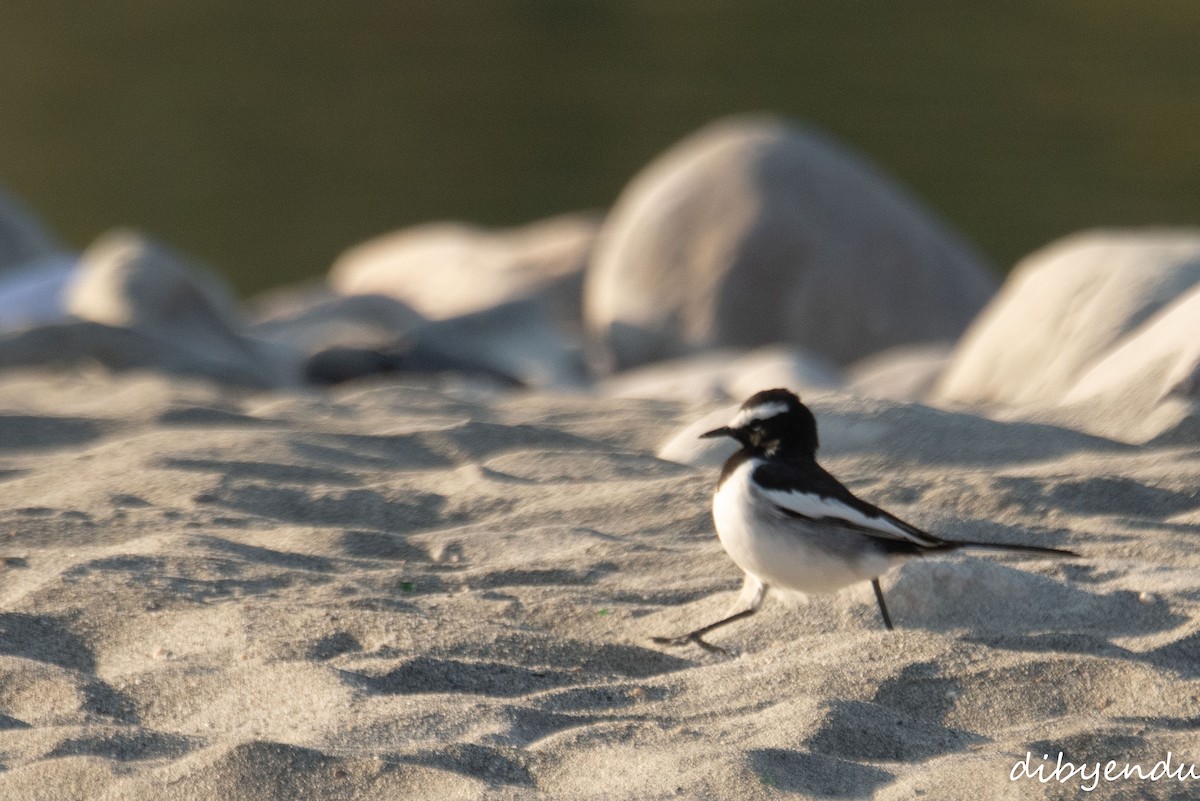 White-browed Wagtail - ML646496216