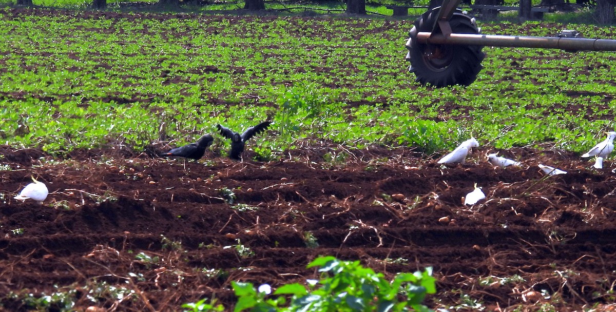 Sulphur-crested Cockatoo - ML646496217