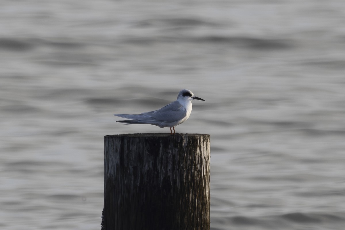 שחפית שחורת-אוזן - ML646496219