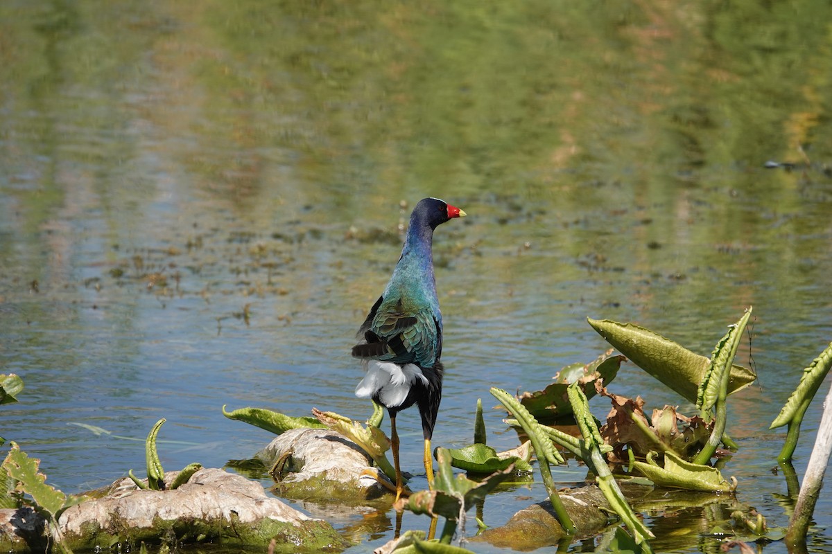 アメリカムラサキバン - ML646496220