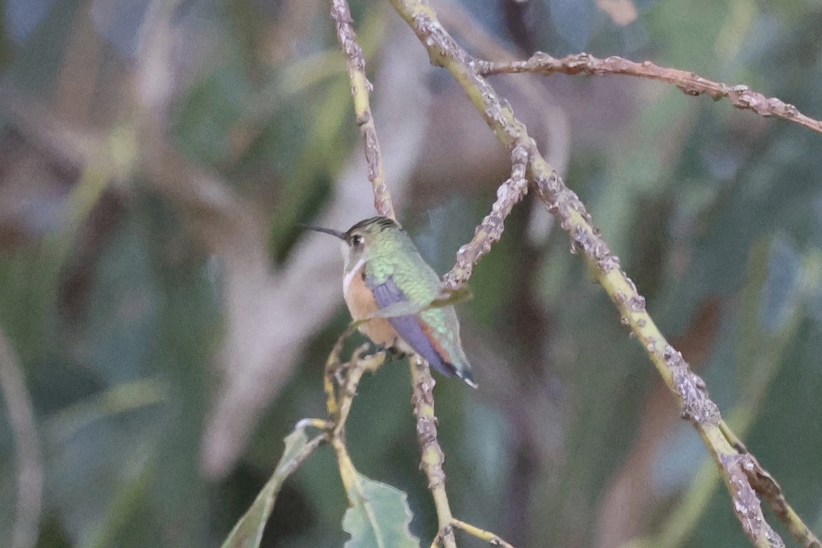 Allen's Hummingbird - ML646496223