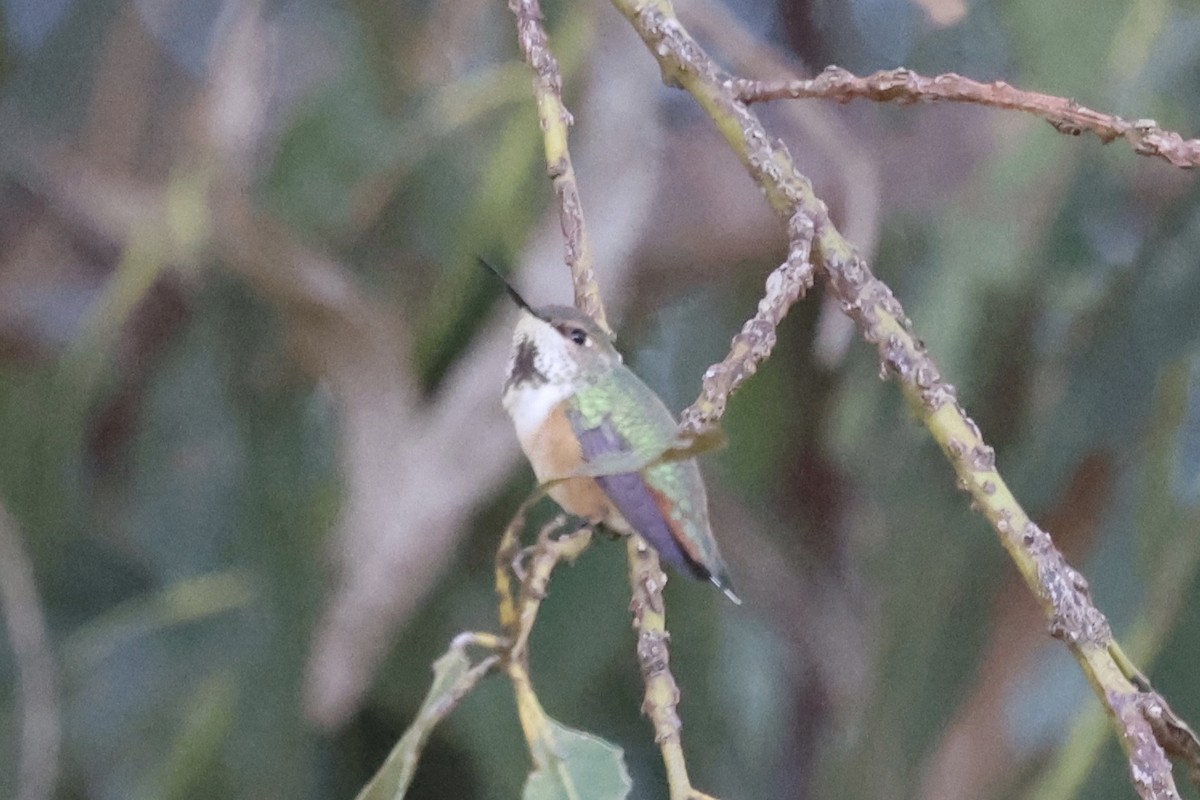 Allen's Hummingbird - ML646496224