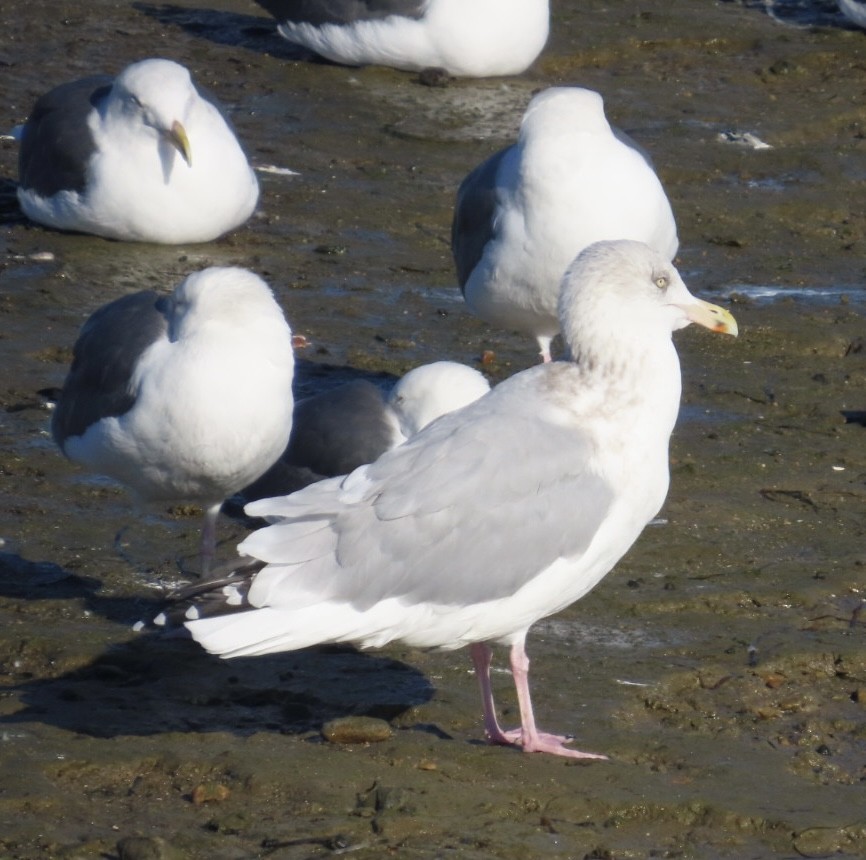 American Herring Gull - ML646496225