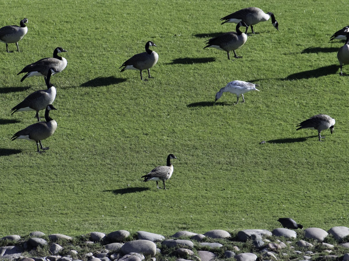 シジュウカラガン - ML646496226