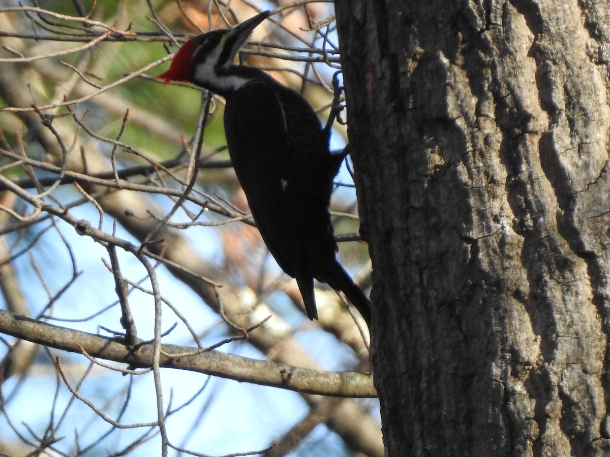 Жовна північна - ML646496227