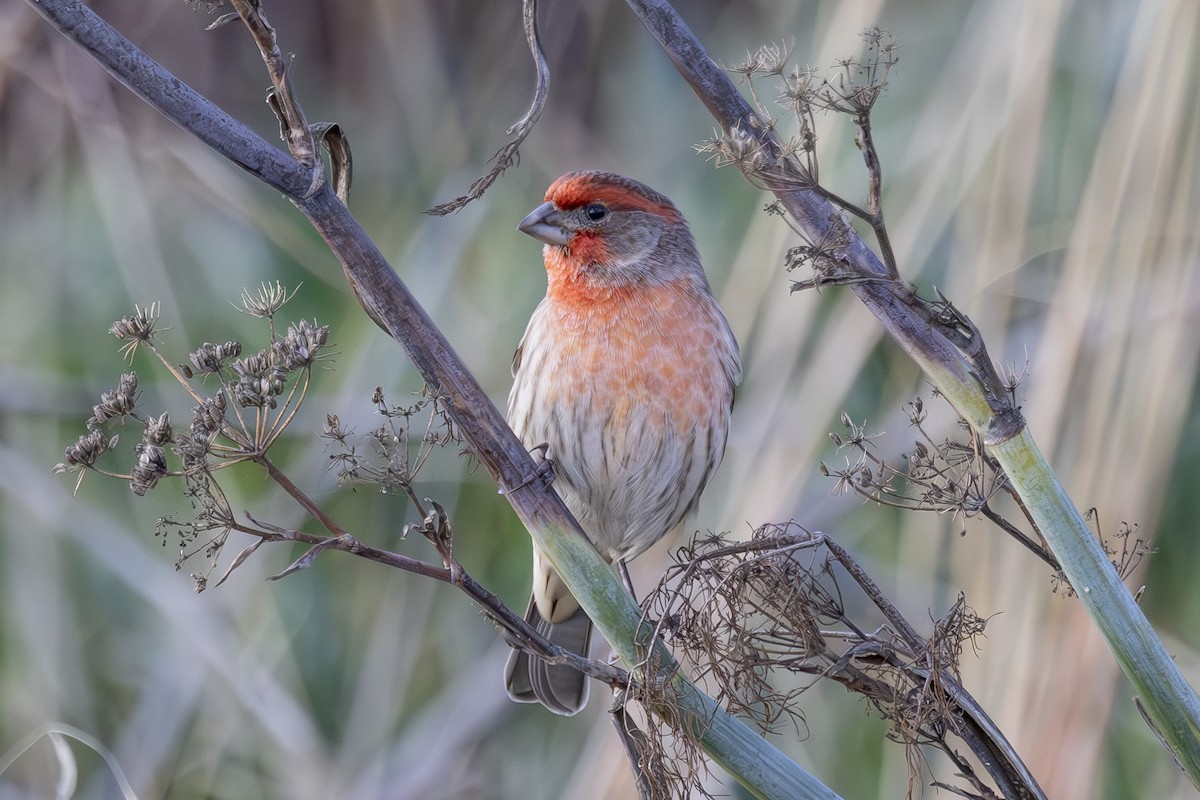 House Finch - ML646496239
