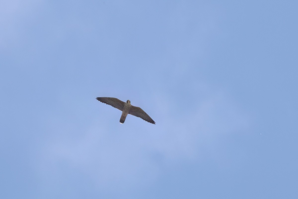 Peregrine Falcon - ML646496242