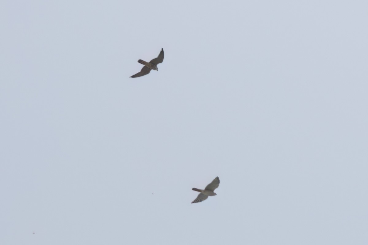 Peregrine Falcon - ML646496243