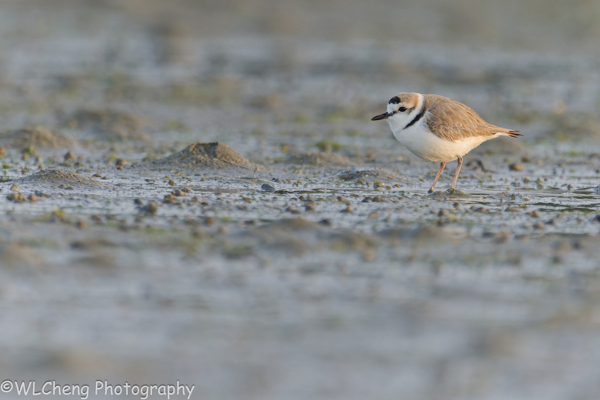 White-faced Plover - ML646496244