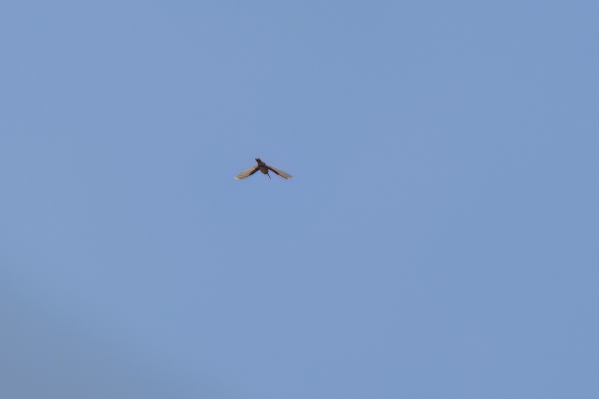 Colibri à gorge rubis - ML646496250