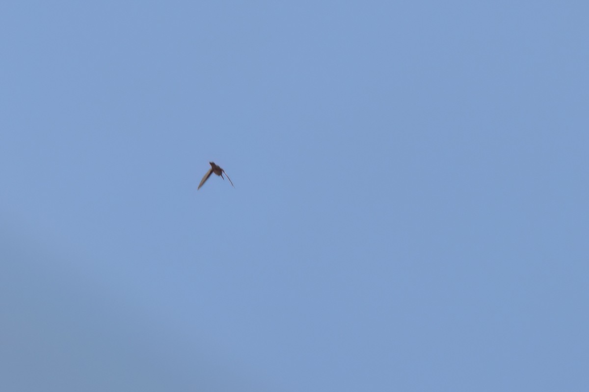 Colibri à gorge rubis - ML646496251