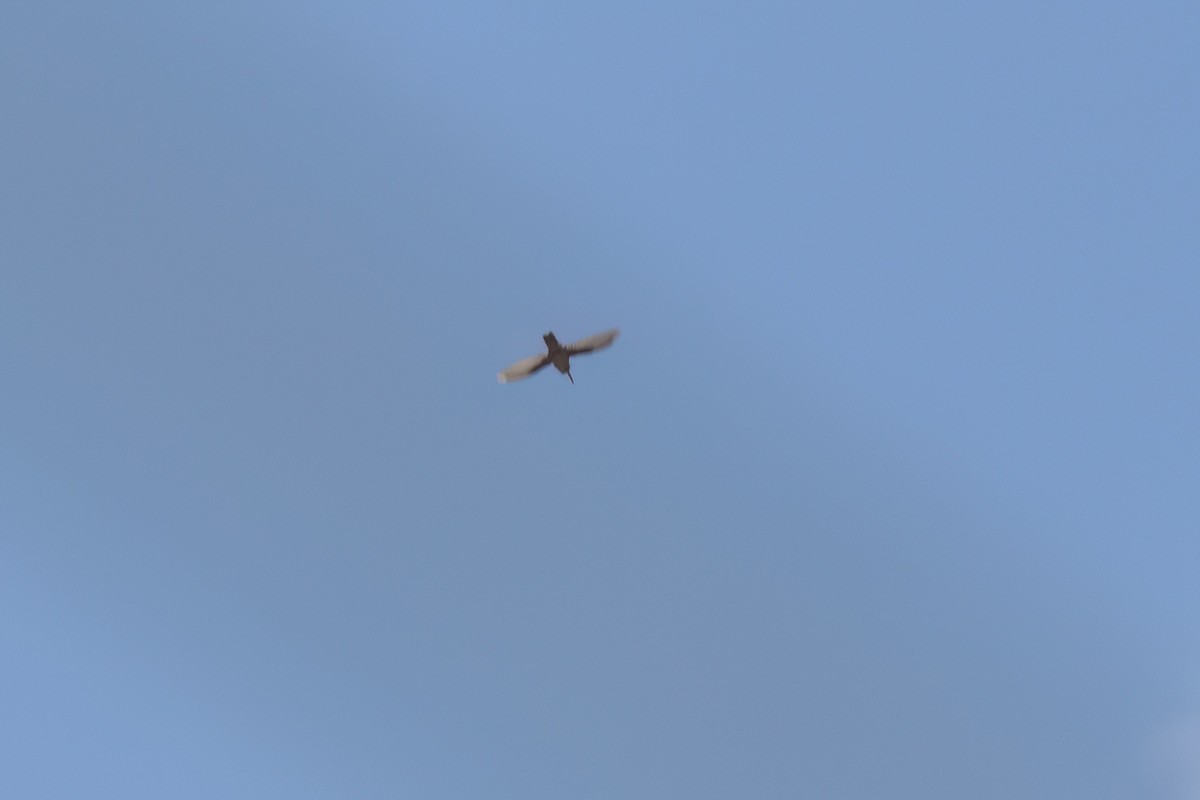 Colibri à gorge rubis - ML646496252