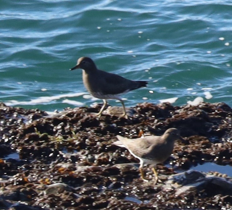 Surfbird - ML646496254