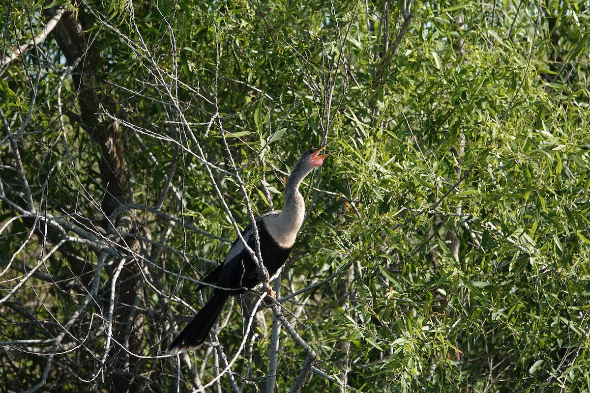 アメリカヘビウ - ML646496255