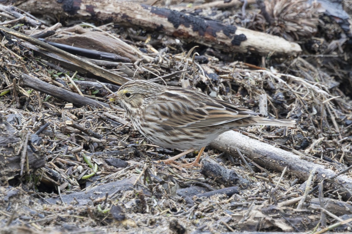 גיבתונית ערבות - ML646496259