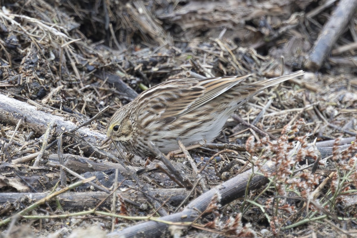 גיבתונית ערבות - ML646496260