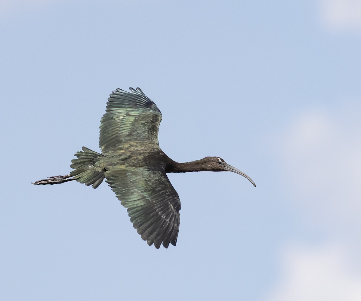 Glossy Ibis - ML646496263