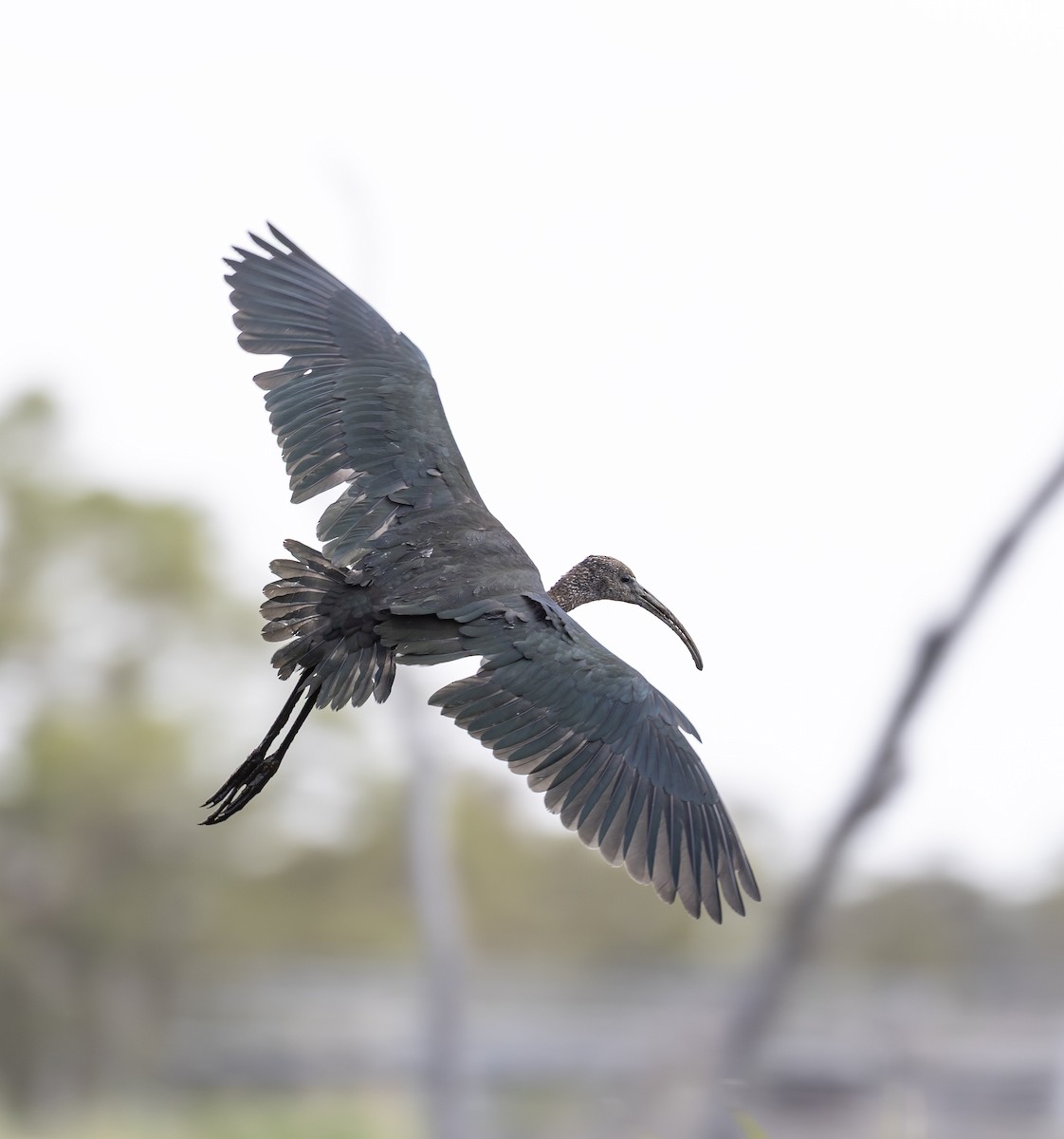 Glossy Ibis - ML646496264