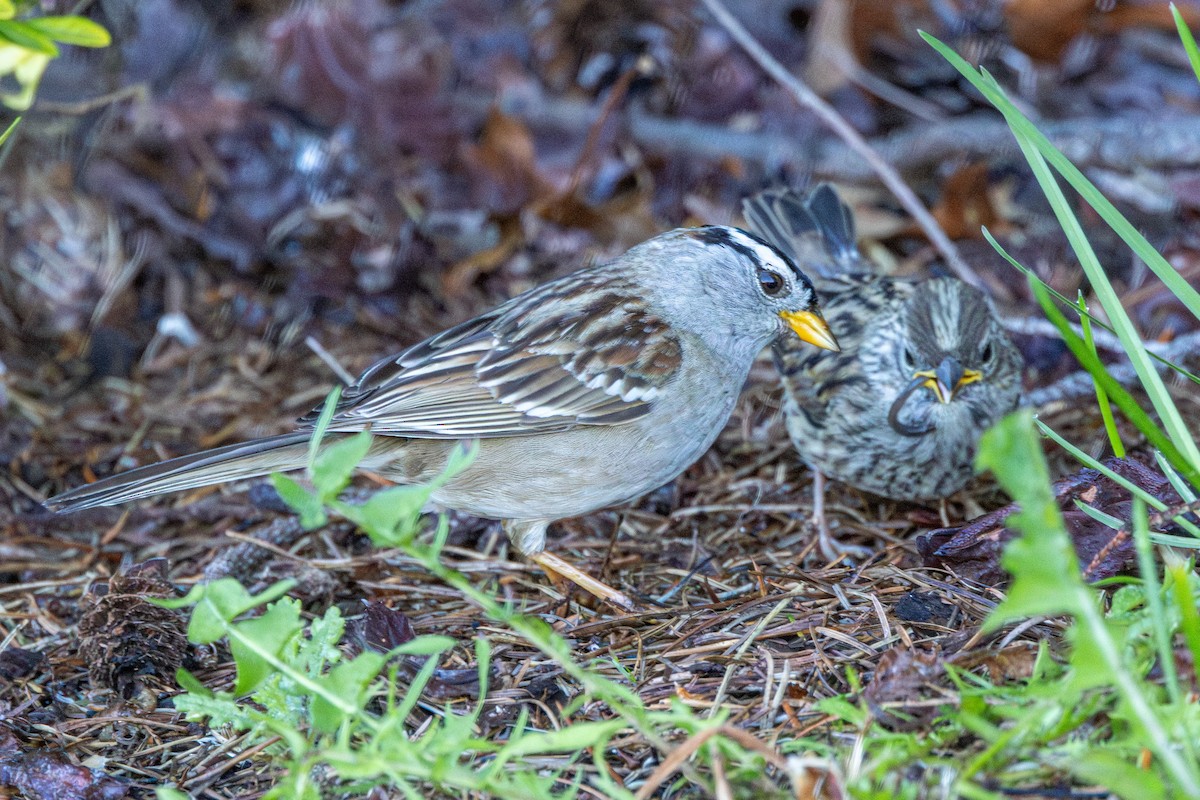 White-crowned Sparrow - ML646496265