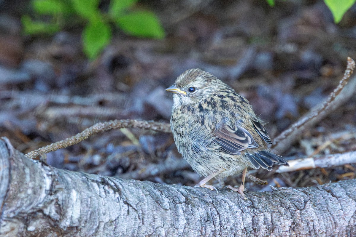 White-crowned Sparrow - ML646496271