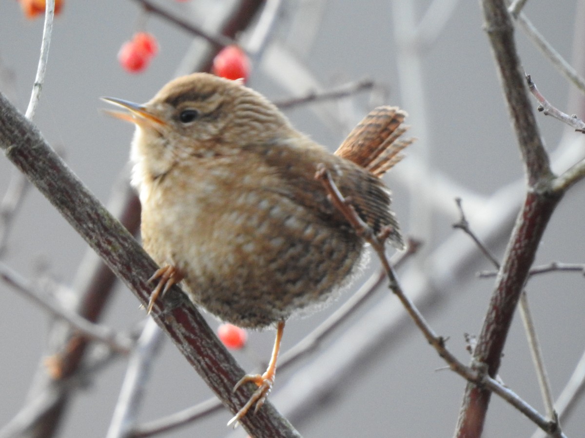 Winter Wren - ML646496272