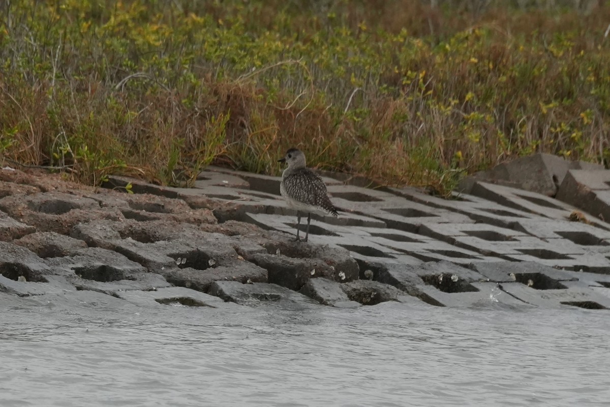 Black-bellied Plover - ML646496276