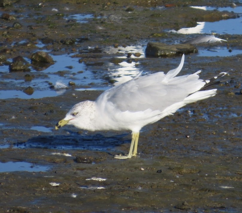 Ring-billed Gull - ML646496277