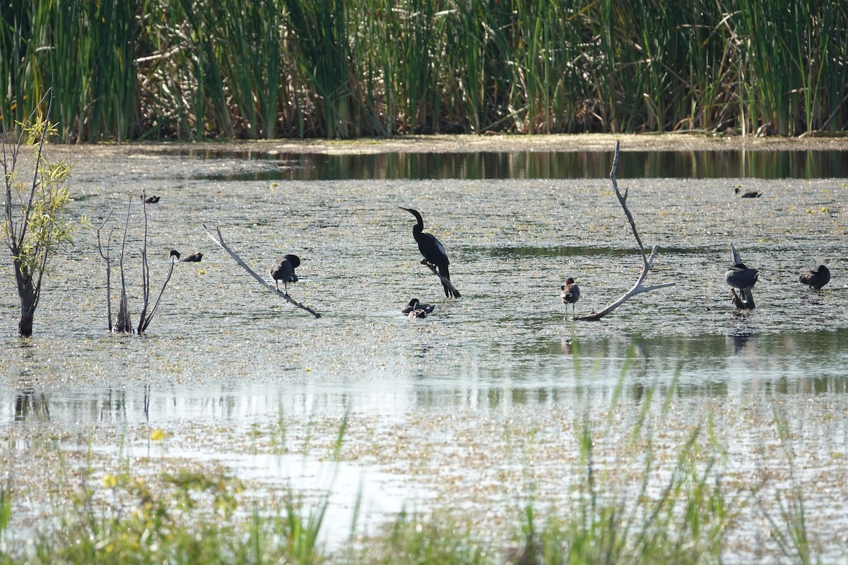 アメリカヘビウ - ML646496279