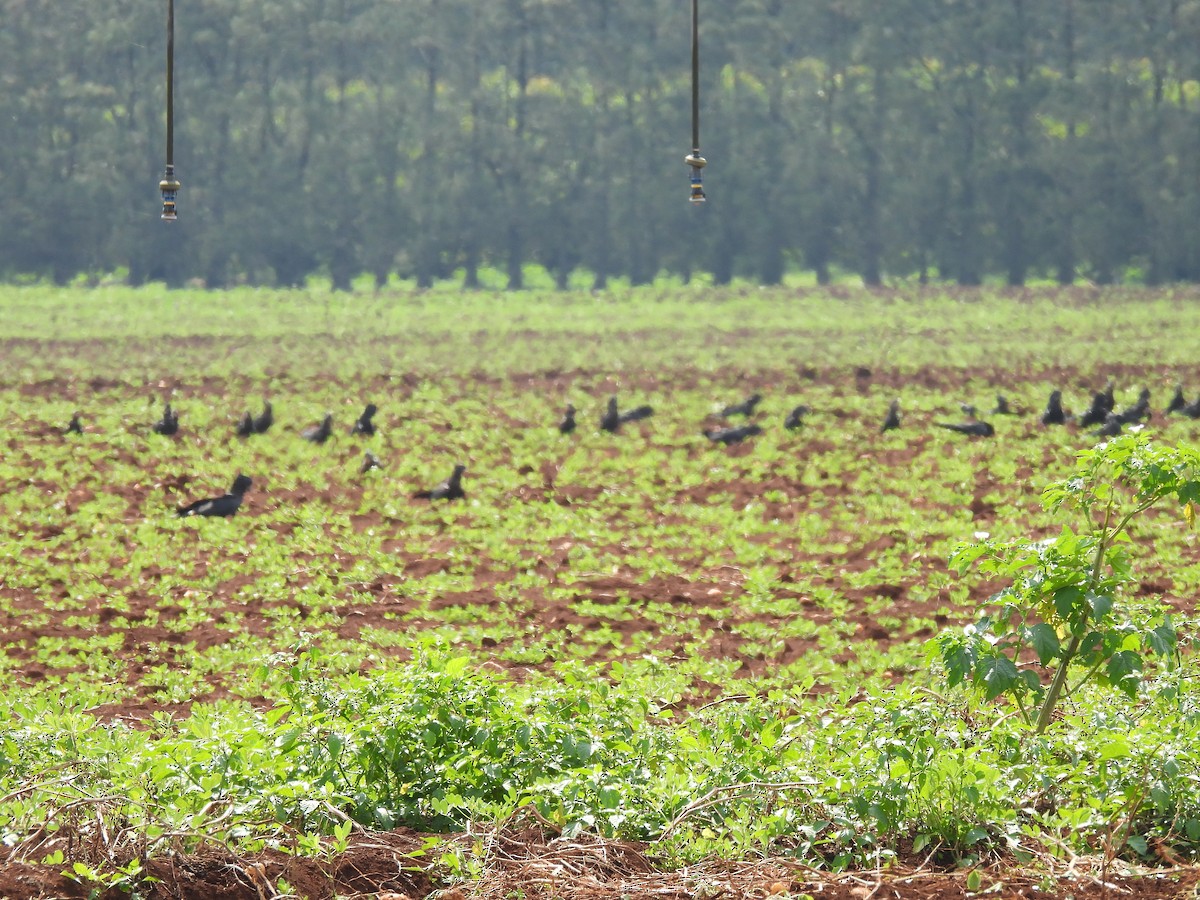 Red-tailed Black-Cockatoo - ML646496280