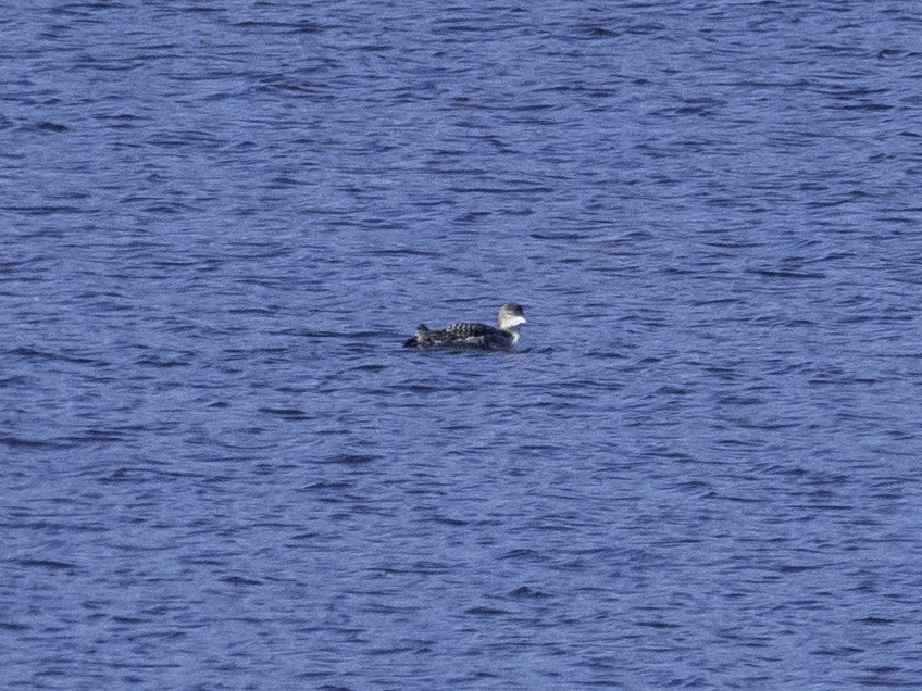 ハシグロアビ - ML646496296