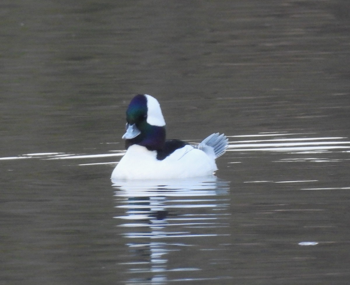 Büffelkopfente - ML646496304