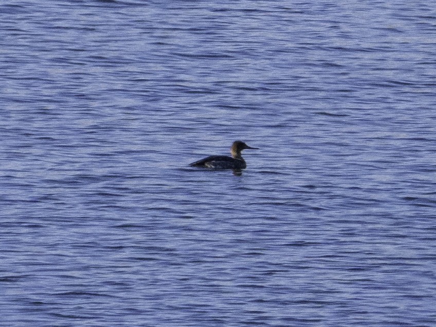 ウミアイサ - ML646496305