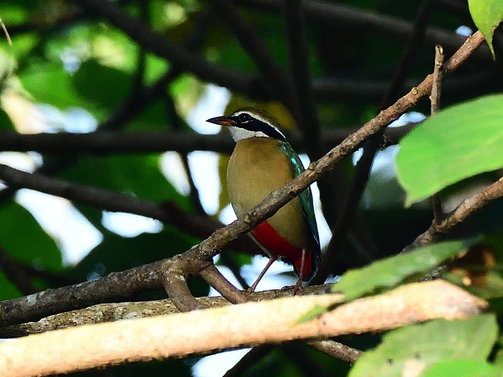 インドヤイロチョウ - ML646496311