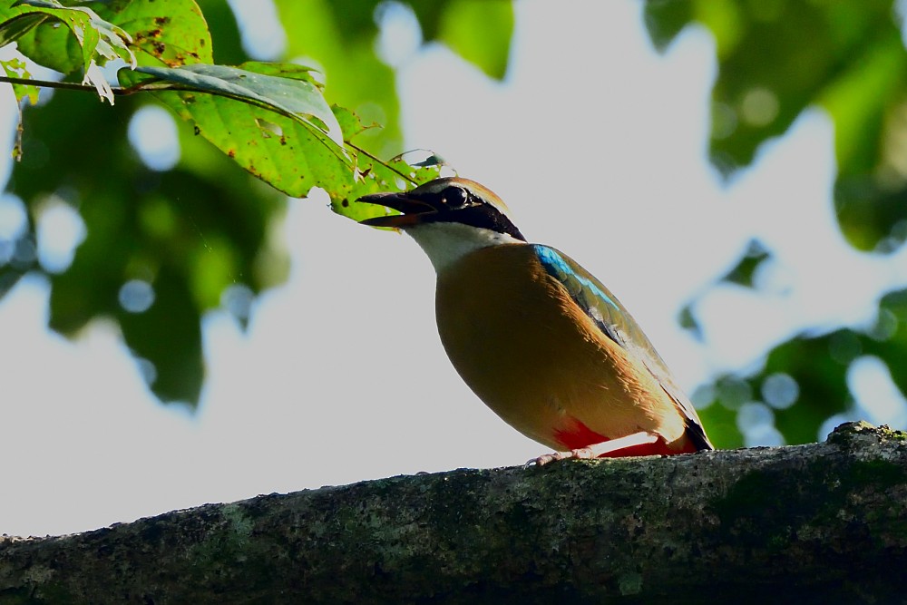 インドヤイロチョウ - ML646496313