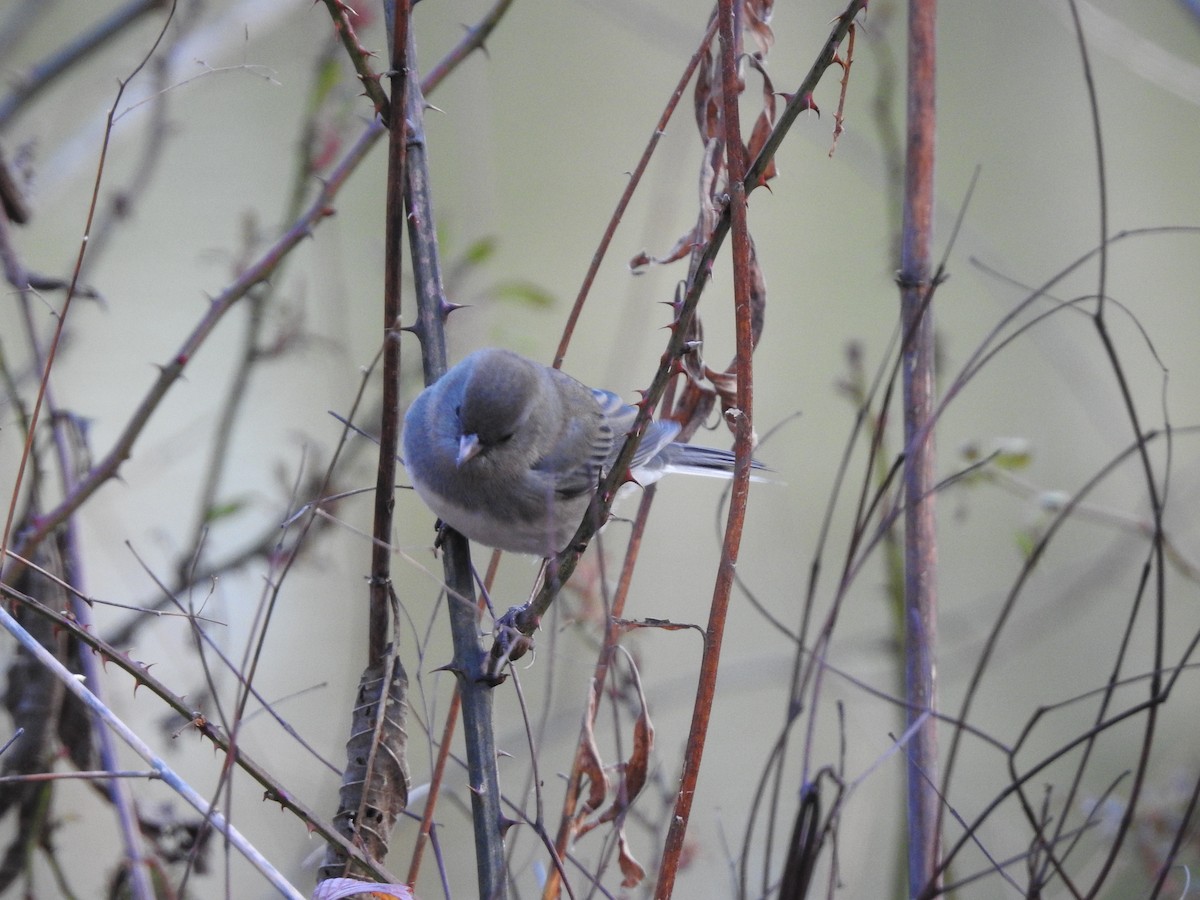 Dark-eyed Junco - ML646496315