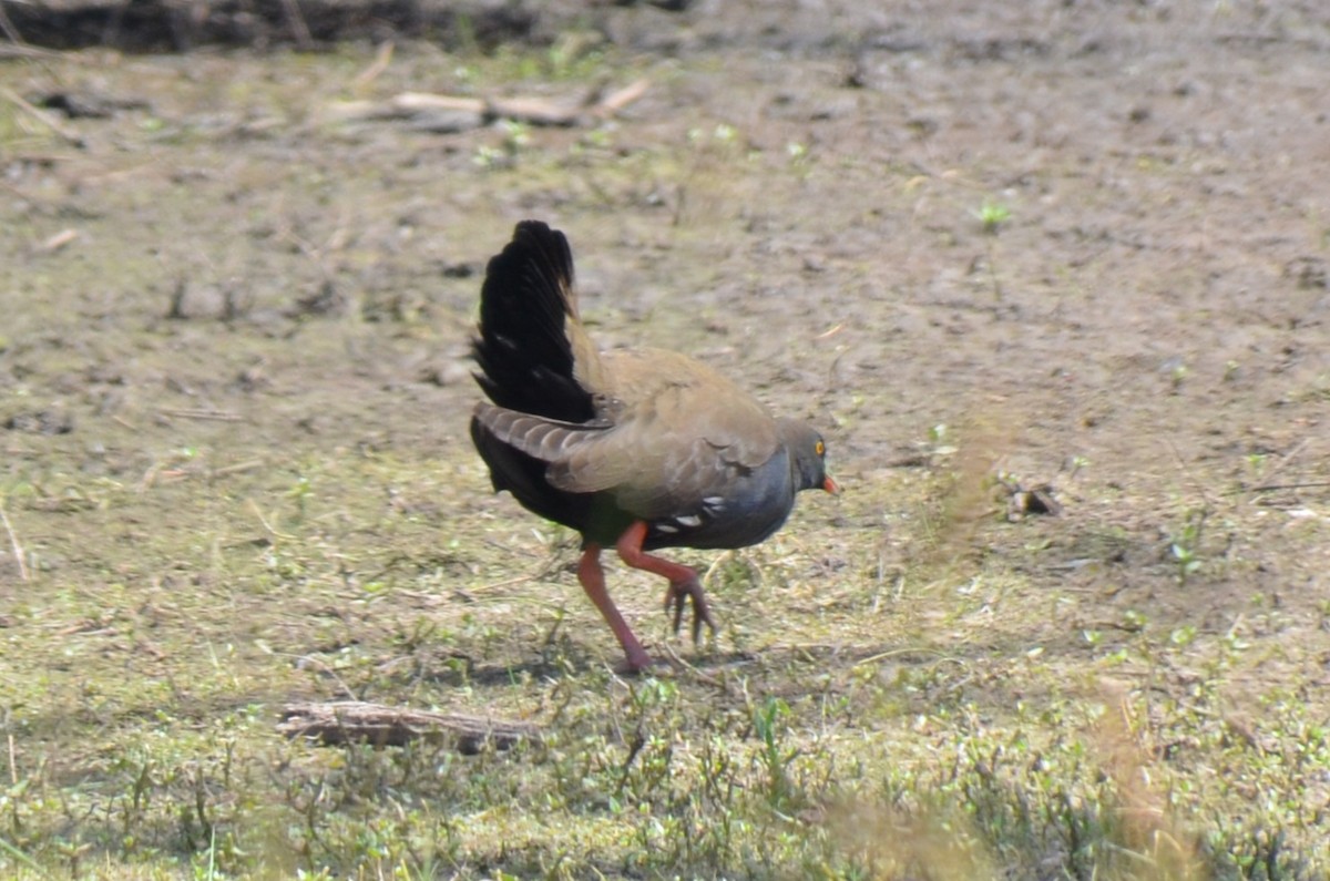 Black-tailed Nativehen - ML646496316