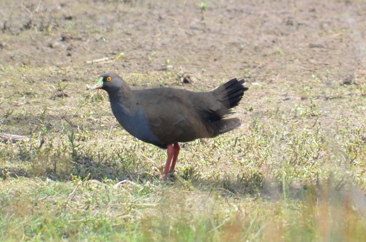 Black-tailed Nativehen - ML646496317