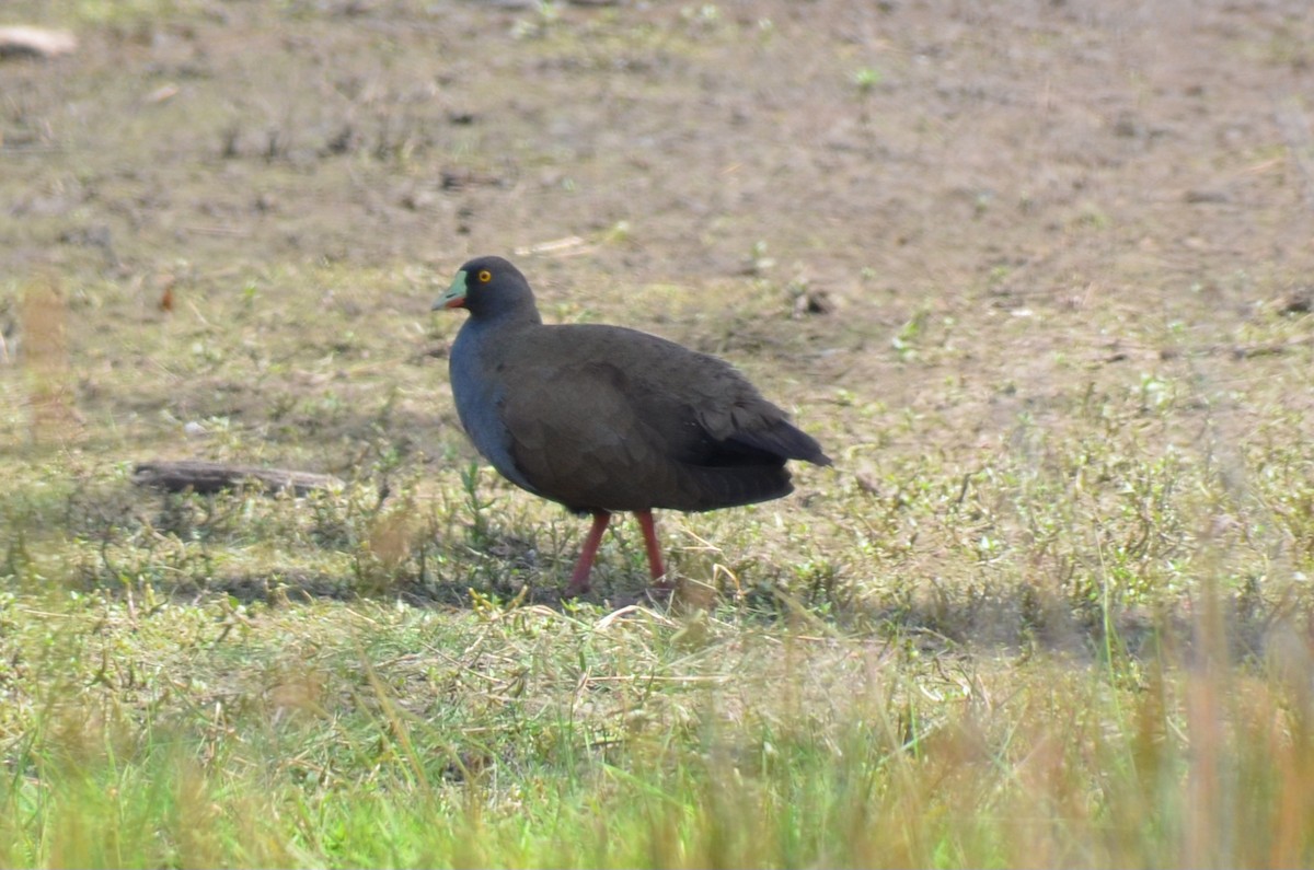 Black-tailed Nativehen - ML646496318