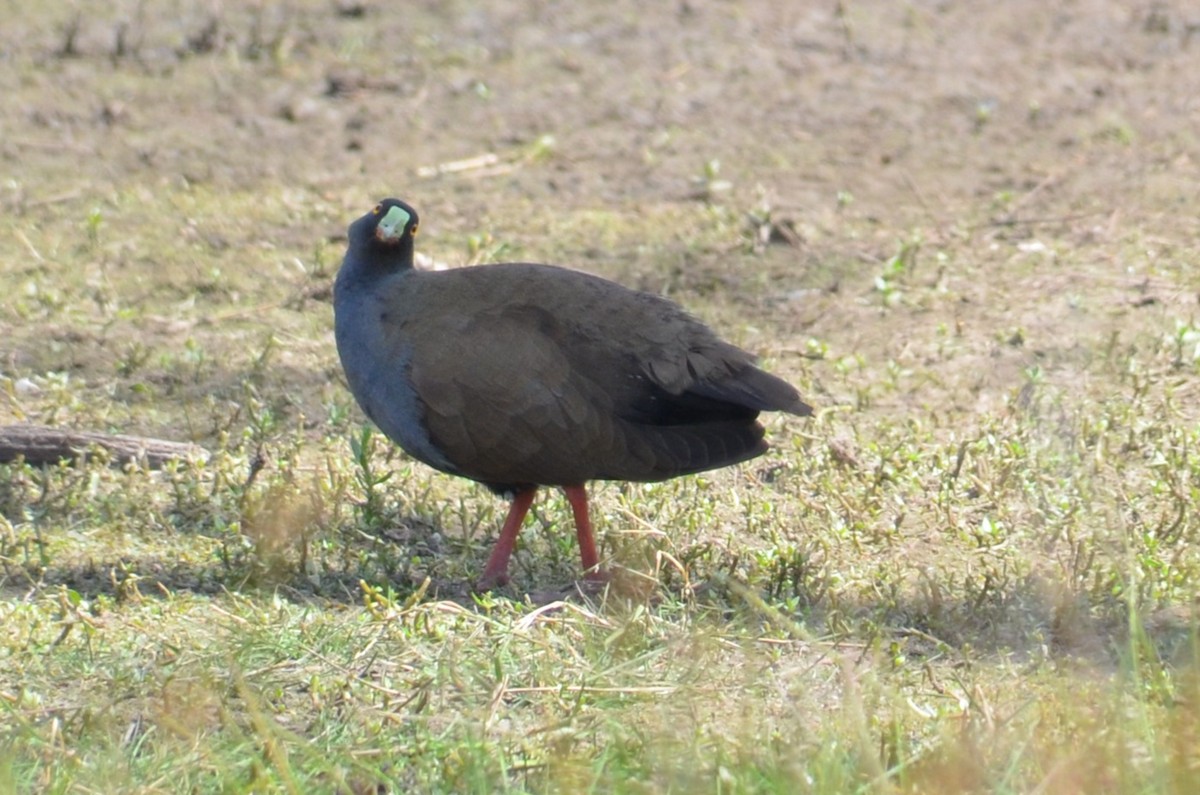 Black-tailed Nativehen - ML646496319